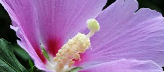 Comments (5) deadheading works for me. Planting Growing And Caring For Hardy Giant Hibiscus Rose Of Sharon