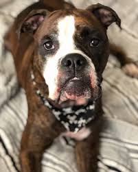 English bulldogs are particularly susceptible to weight gain. 7 Things You Need To Know About The Boxer Bulldog Mix Animalso
