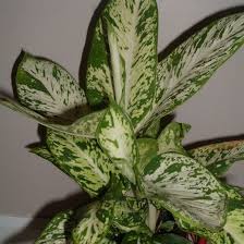 A Z List Of Houseplants That Are Poisonous To Your Cats Cat Plants Plants Common House Plants