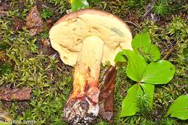 Image result for Boletus speciosus