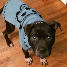 Pin On Adoptable Pets