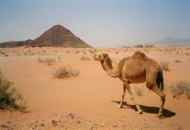 A camel is an animal that can walk for miles without water or food, can look through fast blowing sand and bear harsh temperatures quite easily. The Camel And The Nabataeans
