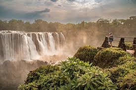 Image result for Zygotritonia atropurpurea