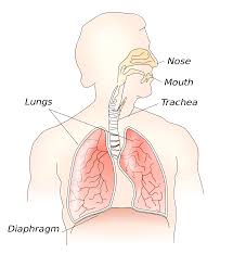 muscles of respiration wikipedia