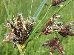 Image result for Bolboschoenus