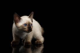 Over 200 genuine names for siamese cats. Cat Breeds From Asia Cat World