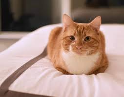 Why cats love sitting in the bread loaf position. What Your Cat S Sleeping Position Is Saying To You Cole Marmalade