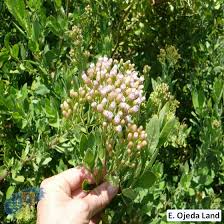 Image result for Pluchea ovalis