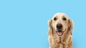 Infotheek Hond Dierenkliniek Ridderkerk