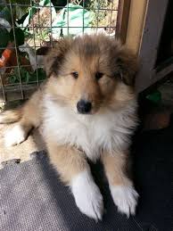 Border collies for sale in new zealand. Rough Collie Puppies Adoption Shefalitayal