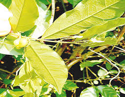 Image result for Carpolobia