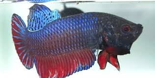 Sedangkan di indonesia terdapat cupang asli,salah satunya adalah. 5 Jenis Ikan Cupang Adu Paling Terkenal Congresopopular