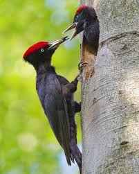 Bild 10 Vogelarten In Der Schweiz Schwarzspecht Schwarzspecht Vogelarten Specht