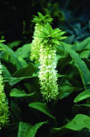Image result for Eucomis zambesiaca