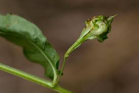 Image result for Xenostegia alatipes