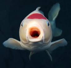 Memang, ikan koi memiliki pola dan warna, yang lebih indah jika dipandang dari atas. Cara Budidaya Ikan Koi Di Aquarium Dan Cara Membuat Aquarium Ikan Koi Jualkoi Id