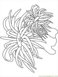 Ocean Coloring Pages Coloring Pages Sea Anemone Natural World Seas And Oceans Free Ocean Coloring Pages Sea Anemone Coloring Pages