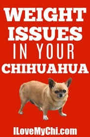 More images for how much does a chihuahua weigh in pounds » Weight Issues In Your Chihuahua I Love My Chi