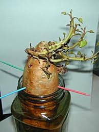 Powering Down Sweet Potato