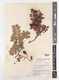 Image result for Dialium schlechteri