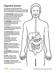 This tutorial introduces the digestive system. All About The Digestive System Lesson Plan Education Com Lesson Plan Education Com