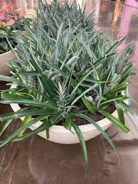 How To Grow A Pineapple Indoors Gardening Channel