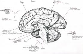 Midsagittal Section Of The Human Brain Anatomy Body List Brain Diagram Human Brain Diagram Human Brain