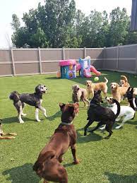 Wiggles & wags pet resort reviews. Wags And Whiskers Pet Resort Reviews Facebook