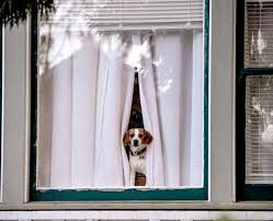 Calls may be monitored and recorded. Watchdog Fines Lloyds Bank 90m For Misleading Insurance Customers Forbes Advisor Uk