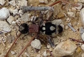 Image result for panda ant