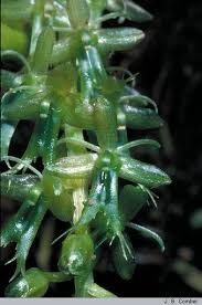 Image result for Liparis harketii