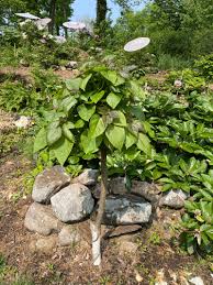 Image result for Catalpa