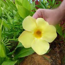 Image result for Allamanda