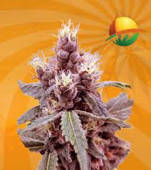 As an indica strain, the herb tends to be more on toker's physical body.to the end, cannabis strain doesn't disappoint. Cookie Monster Autoflower Marijuana Seeds Sunwest Genetics