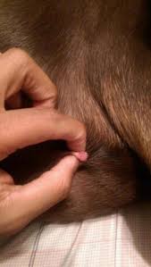 Inverted nipple ? | Doberman Forum : Doberman Breed Dog Forums