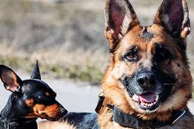 We recommend that you visit sites such as scambusters or. Gradlyn Petshipping Welcome To Gradlyn