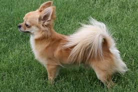 Jfjo home trained chihuahua puppies for sale. Chihuahua Puppies For Sale From Reputable Dog Breeders