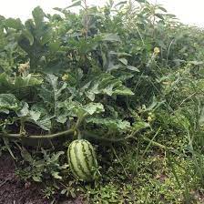 Moon and stars watermelons are totally legit. Kcdgarden Jubilee Watermelon