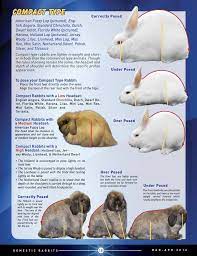 Posing And Evaluating Different Type Rabbits Arba Show Rabbits Rabbit Mini Rex Rabbit