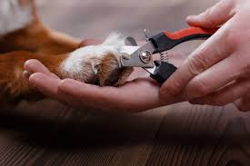 How to get a dog's toenail to stop bleeding. Cut Your Dogs Nail Too Short 5 Tricks To Stop The Bleeding Dogdorable
