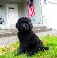 F1b goldendoodle puppies check out our beautiful f1b goldendoodle puppies! Pin By Dreamy Doodles On Dreamydoodles Com Goldendoodle Puppy Aussie Doodle Puppy Black Labradoodle