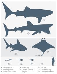 A Graphic Illustration Of Cartilaginous Fish Size Compared
