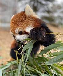 In light of the announcement on november 20th by the government of ontario, the zoo and terra lumina is now closed until further notice. The Toronto Zoo Needs Your Help To Feed Its Animals