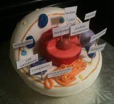 A few years back, my son had to make a 3d plant cell for science class. 3 D Animal Cell Cakecentral Com