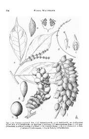 Image result for Gnetaceae