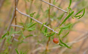 Image result for Commiphora pteleifolia