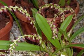Image result for Bulbophyllum josephi
