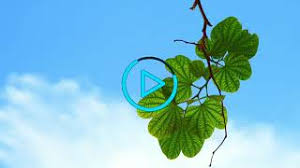 Crowander jerry's back from the piano (solo piano) soundtrack , piano , modern jazz , instrumental. Backsound Nasyid Tanpa Musik Mp3 Video Mp4 3gp M Lagu123 Fun