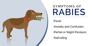 Symptoms of rabies in humans. Blog The Early Symptoms Of Rabies Touchwood Pharmacy