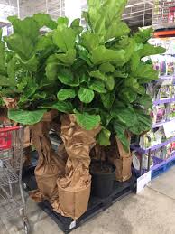 Maybe you would like to learn more about one of these? Drop What You Re Doing This It Plant Is Available At Costco Big Indoor Plants Plants Fiddle Leaf Fig